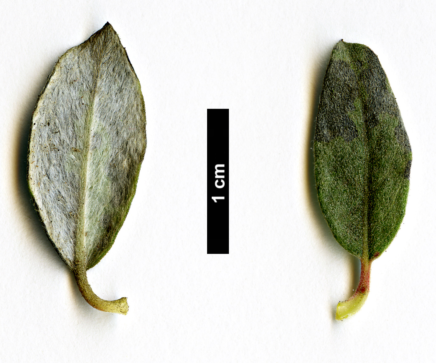 High resolution image: Family: Salicaceae - Genus: Salix - Taxon: arenaria